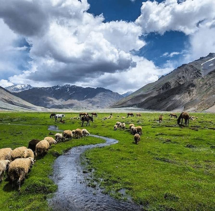 Deosai National Park wildflower plateau, Skardu Gilgit-Baltistan