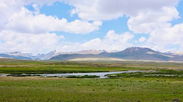 Deosai wildflower meadow close-up in bloom, Skardu Gilgit-Baltistan